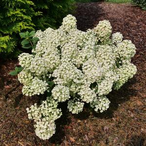 Hydrangea paniculata Tiny Quick Fire®