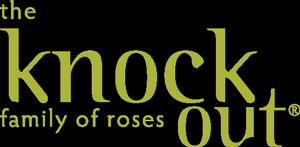 Knock Out Roses