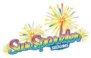 SunSparkler® Sedums