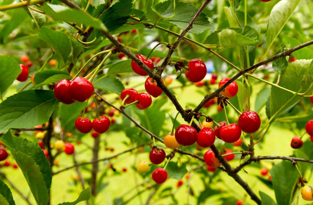 Dwarf Cherry