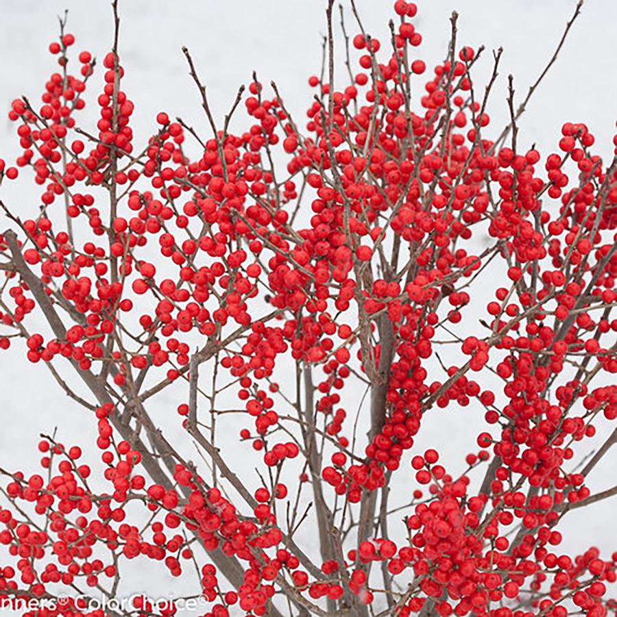 Ilex verticillata 'Berry Poppins®' - Berry Poppins® Winterberry from Willowbrook Nurseries