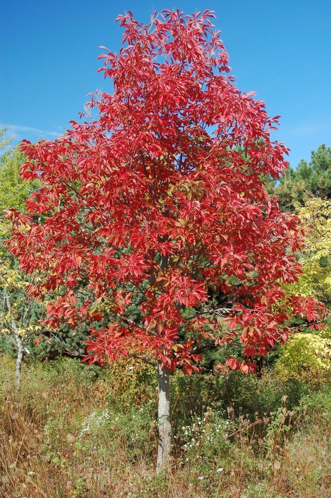 Aesculus glabra Early Glow™