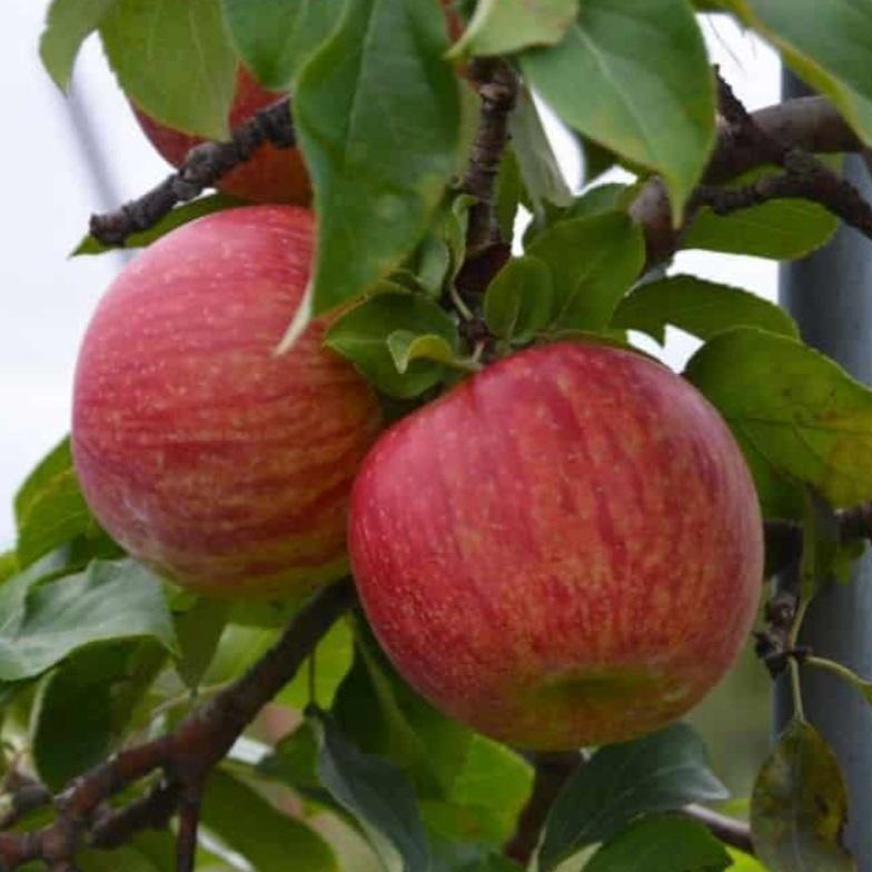 Malus domestica Royal Cortland