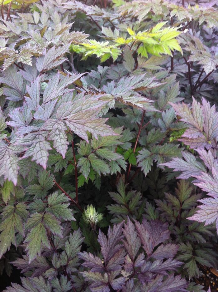 Actaea simplex Pink Spike