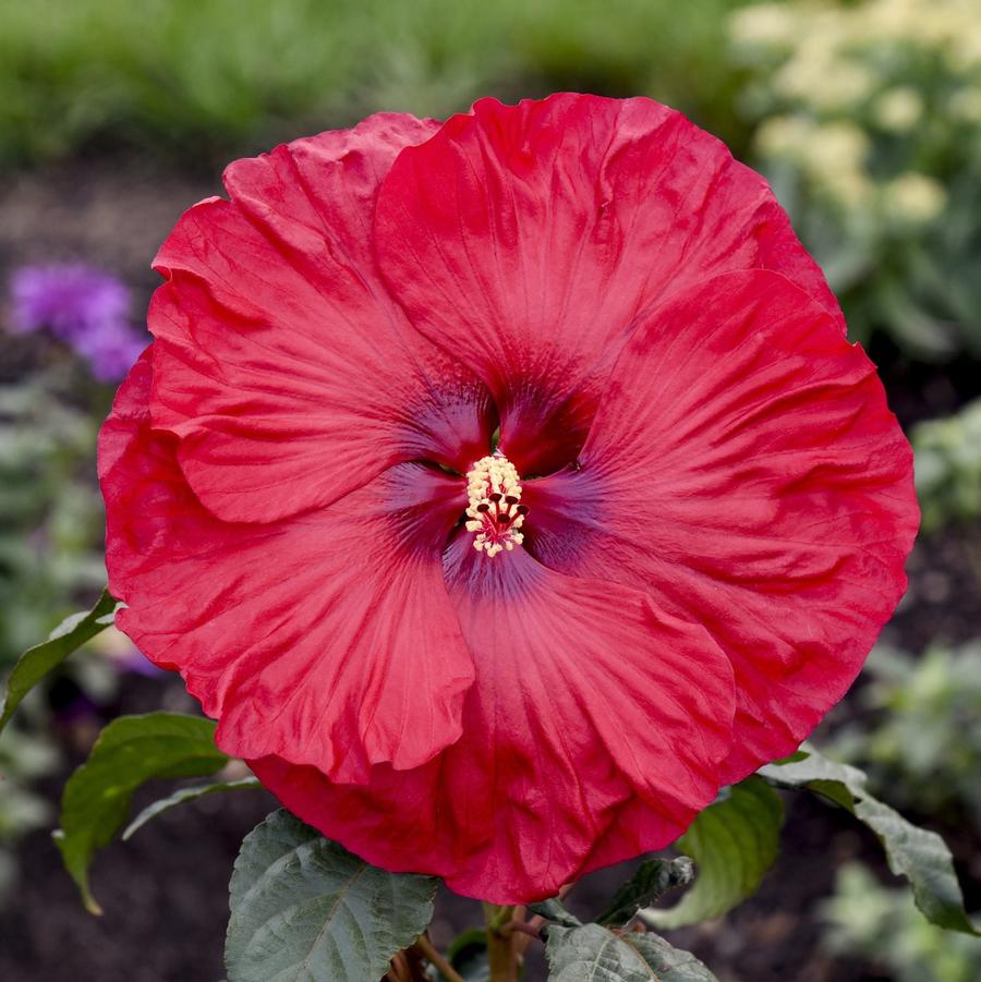 Hibiscus Summerific® Valentine's Crush