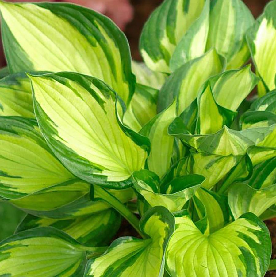 Hosta Coloured Hulk