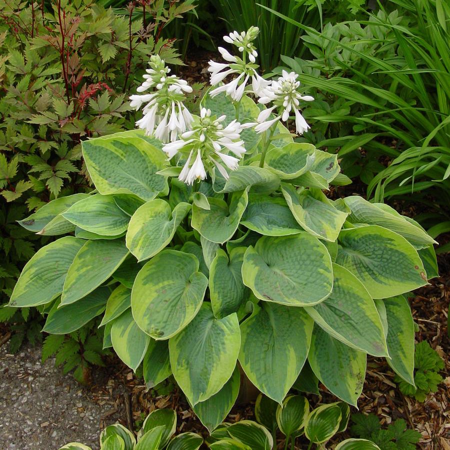 Hosta tokudama Flavocircinalis