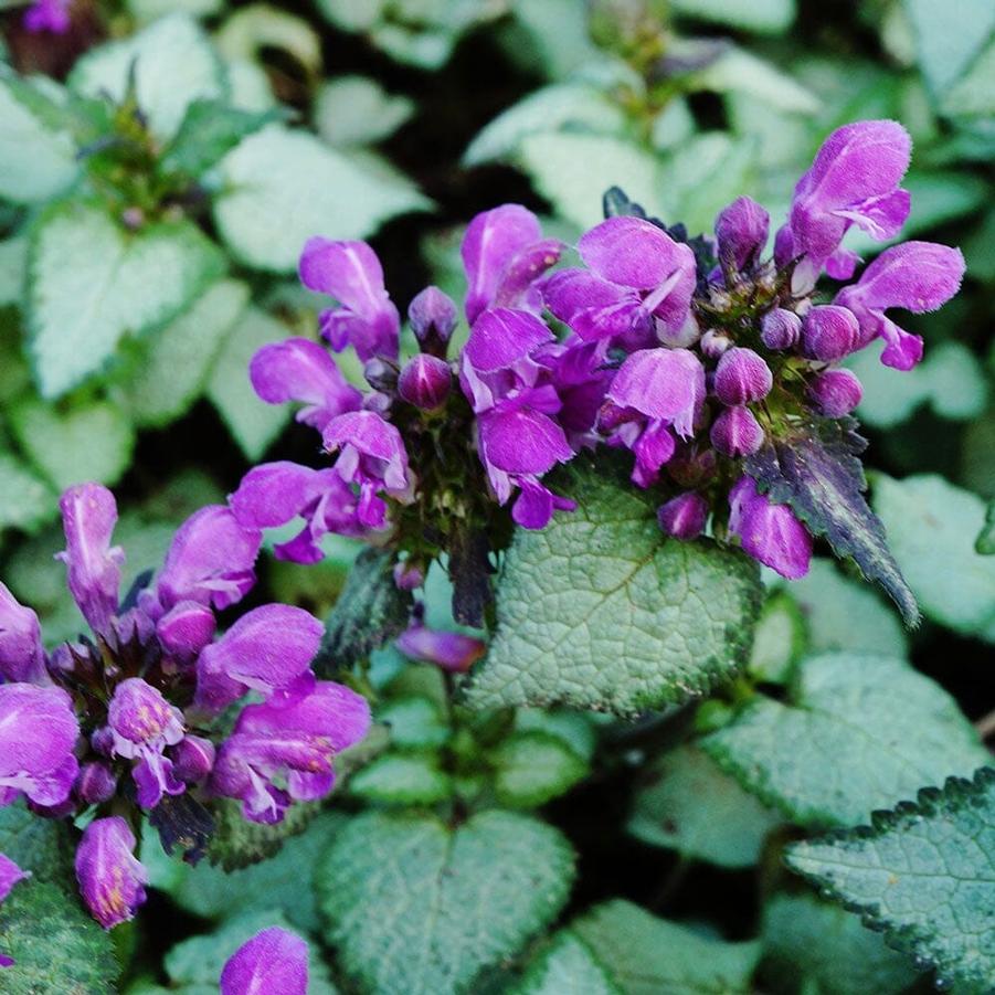 Lamium maculatum Lami™ Dark Purple