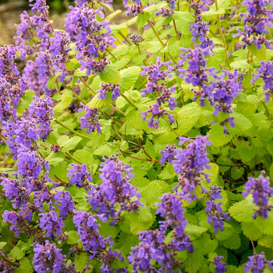 Nepeta Chartreuse on the Loose