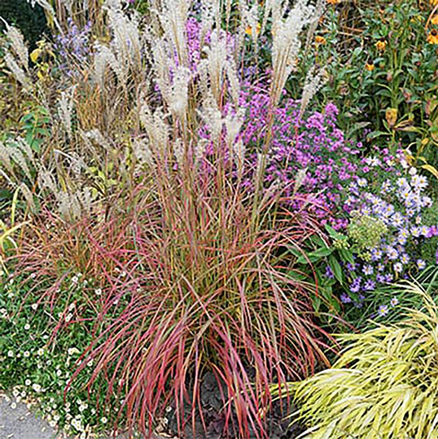 Miscanthus sinensis Little Miss