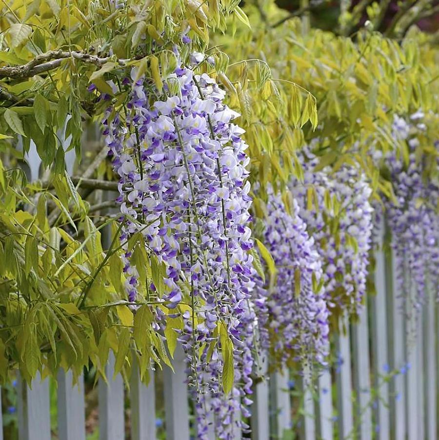 Wisteria brachybotrys Golden Dragon