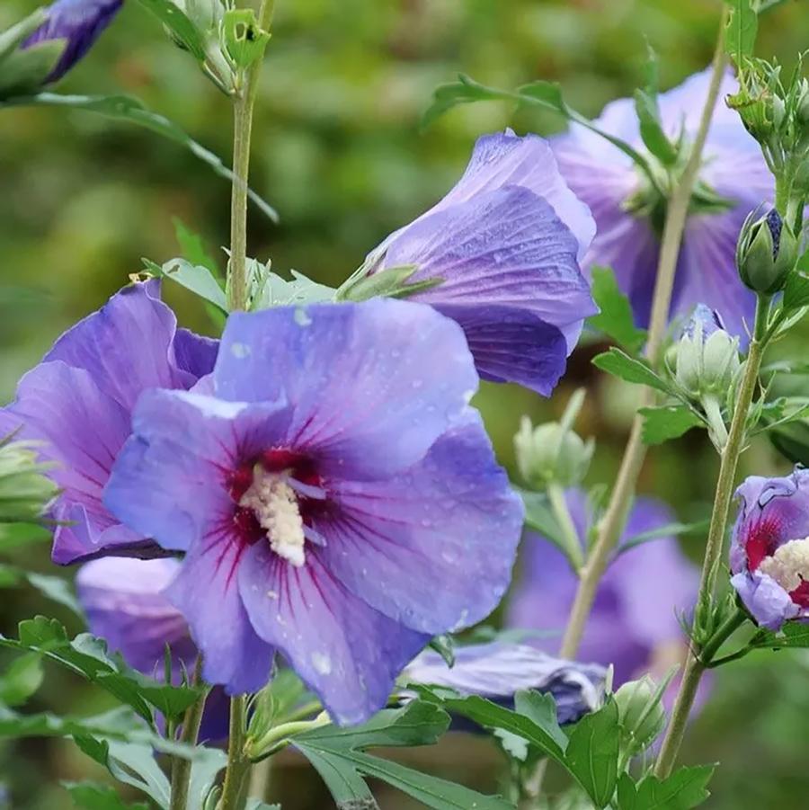 Hibiscus syriacus Paraplu Violet®