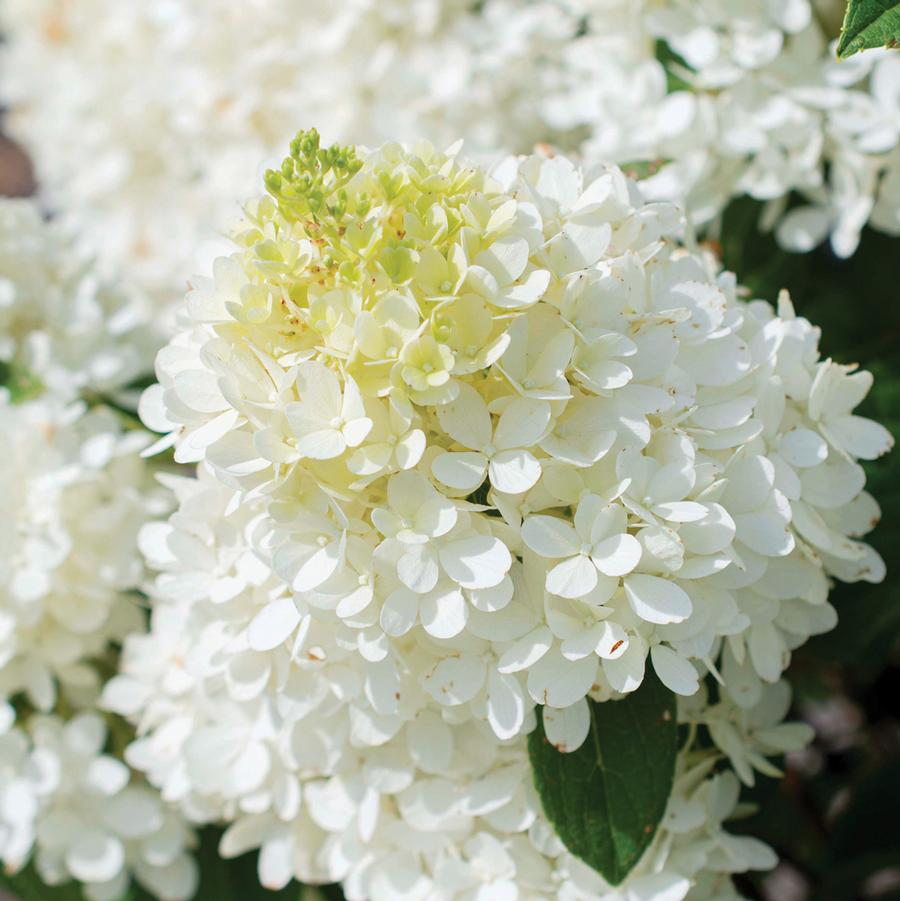 Hydrangea paniculata Sweet Starlight