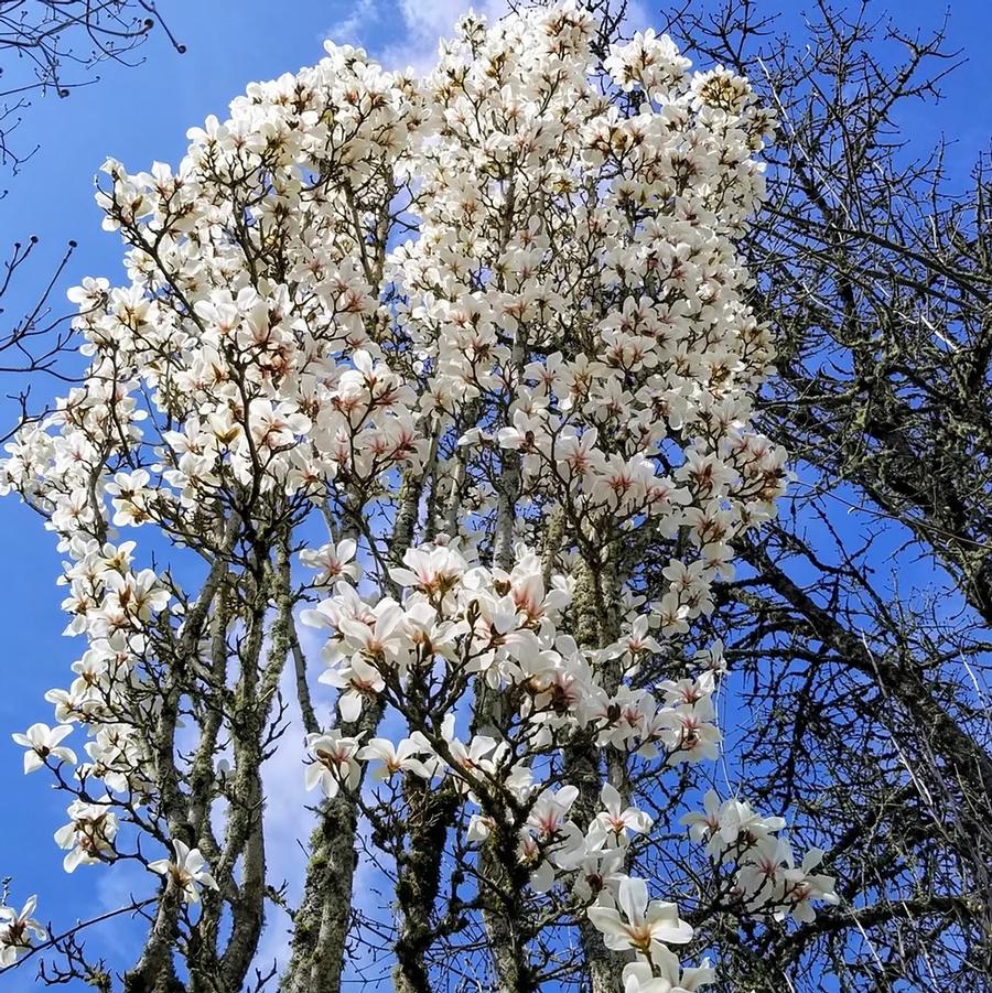 Magnolia cylindrica Marilyn's Choice