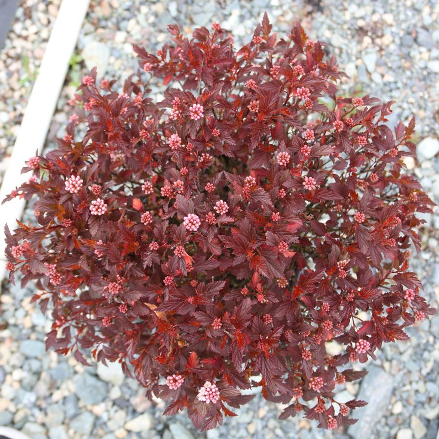 Physocarpus opulifolius Calico Kitty™