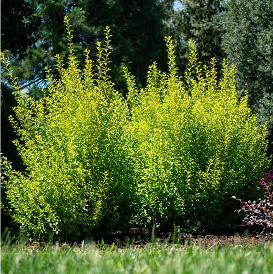 Physocarpus opulifolius Cougar Cub™