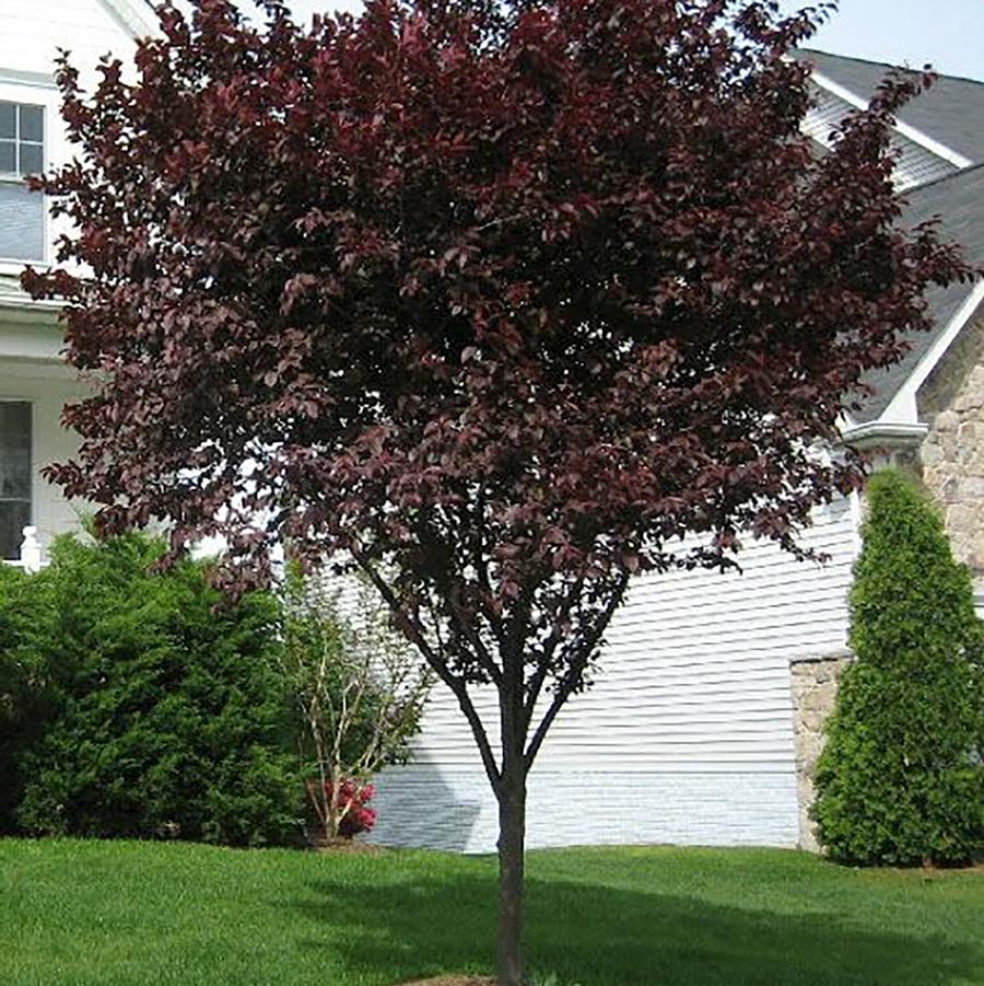 Prunus x cistena - Standard 