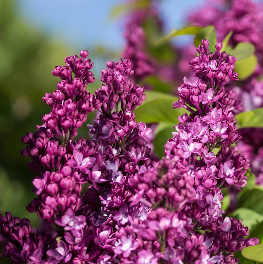 Syringa Virtual Violet®