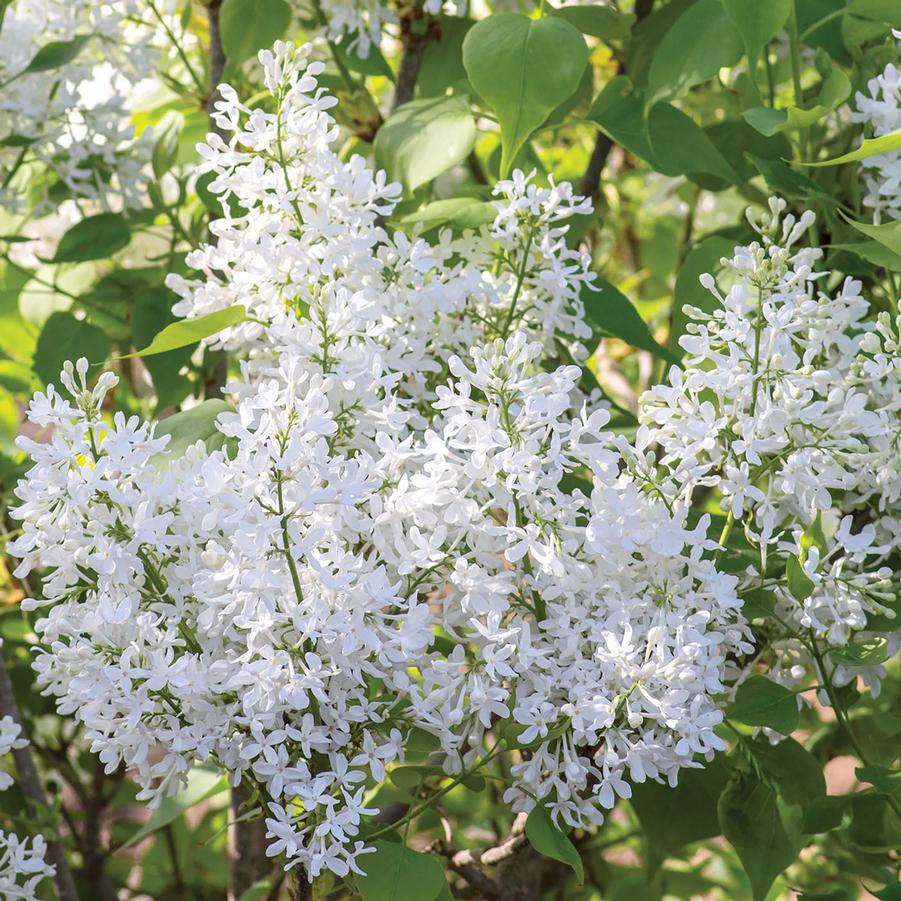 Syringa vulgaris New Age™ White