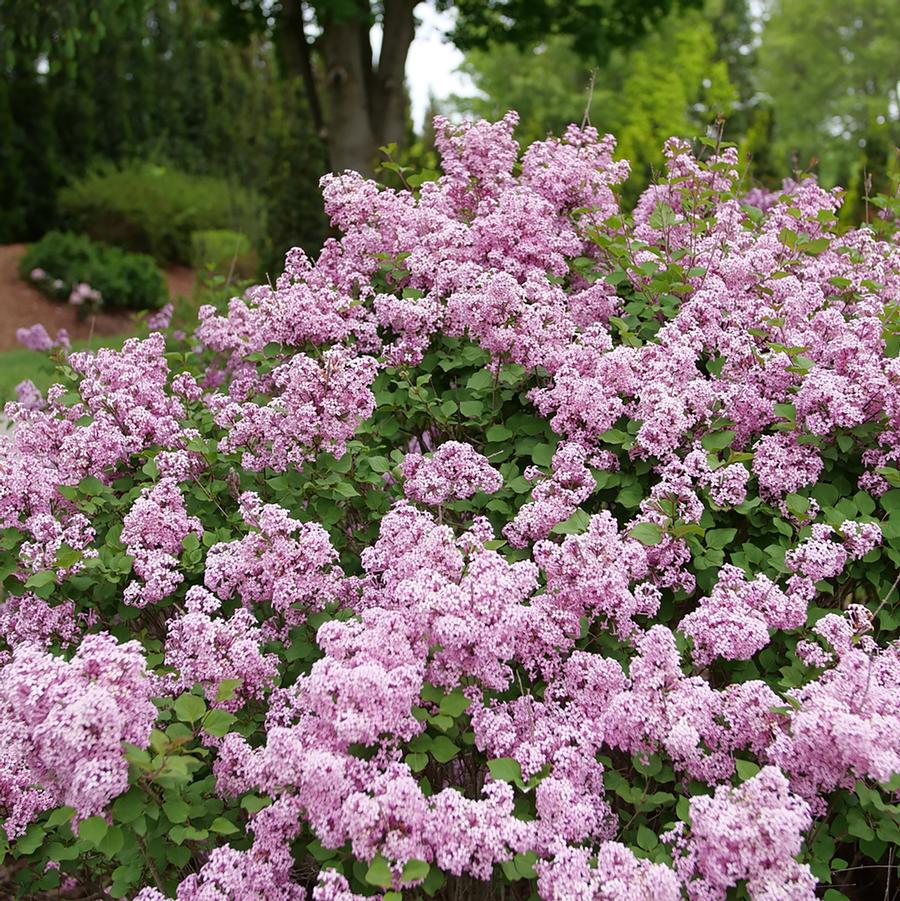 Syringa Bloomerang® Purpink