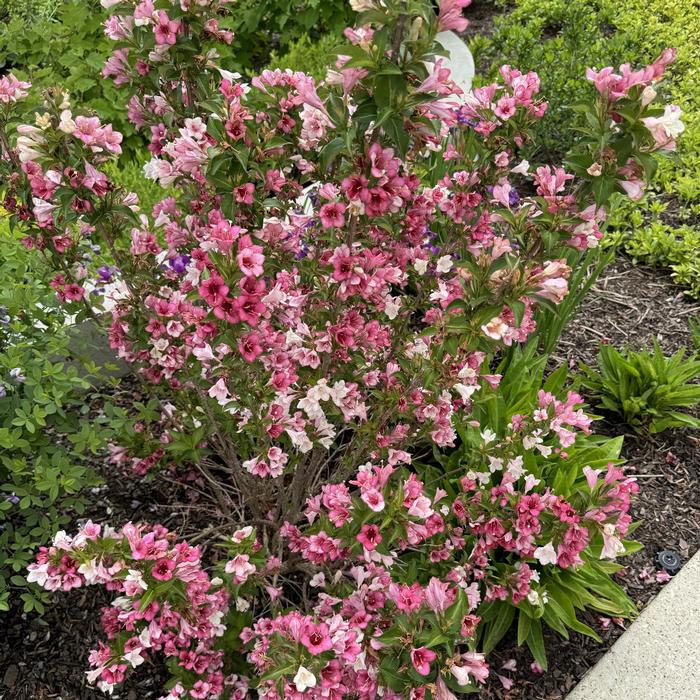 Weigela florida Czechmark Trilogy®
