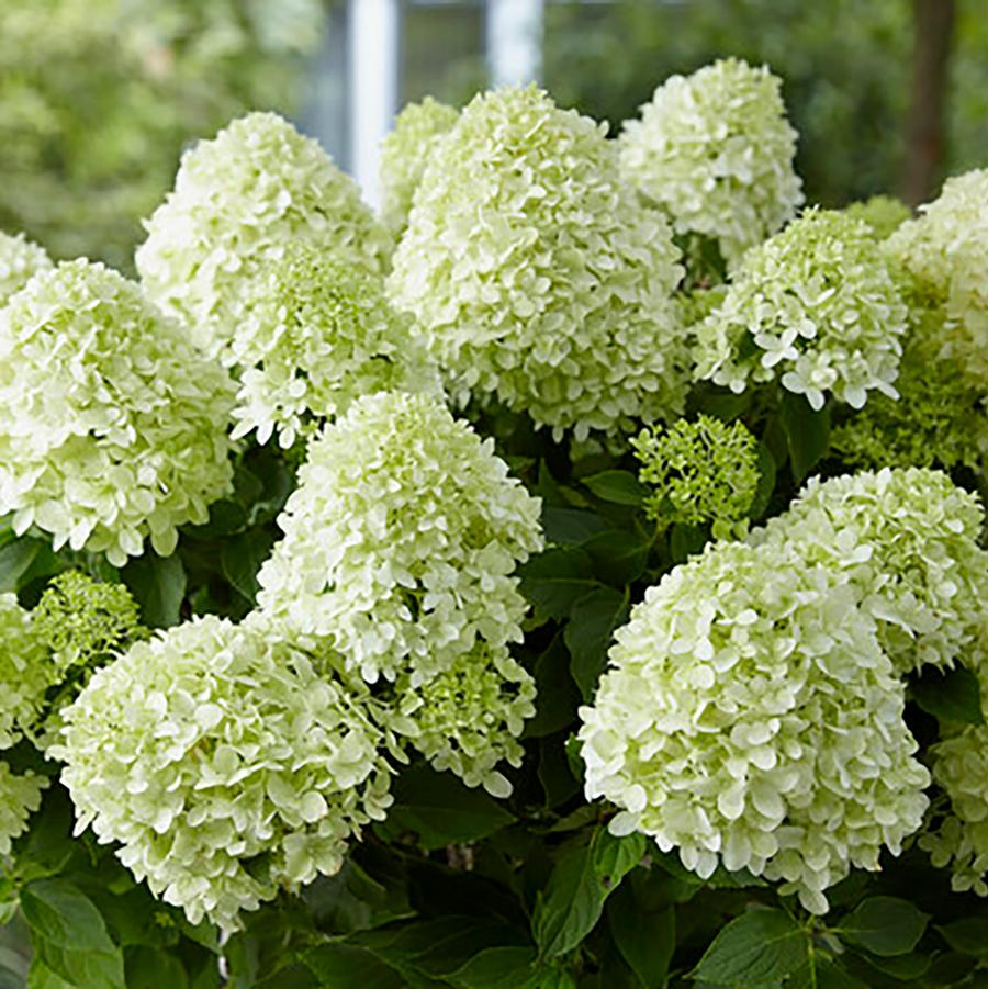 Hydrangea paniculata Little Spooky