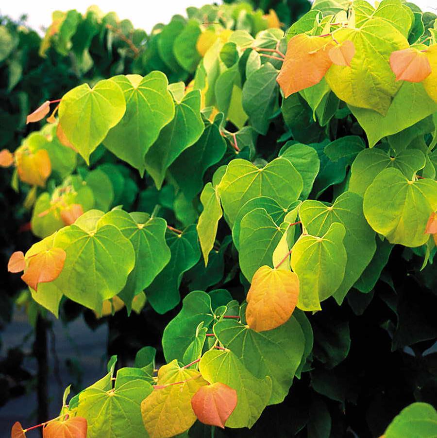 Cercis canadensis The Rising Sun™