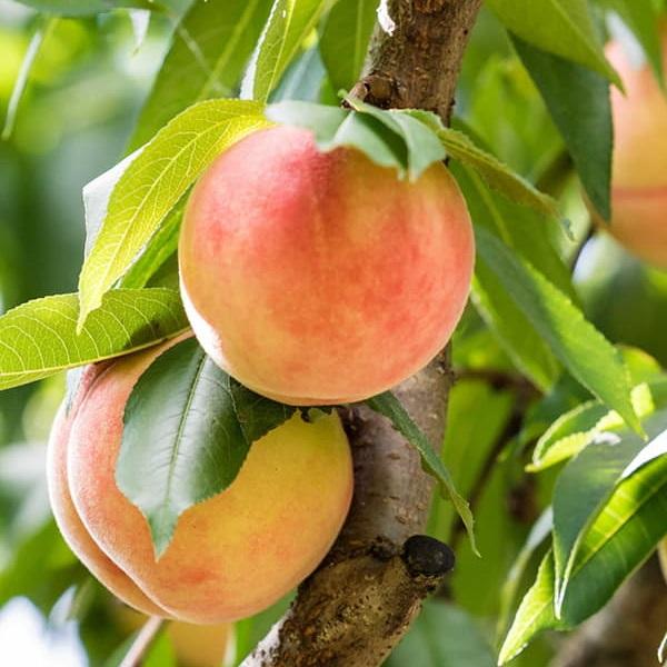 Prunus persica Veteran