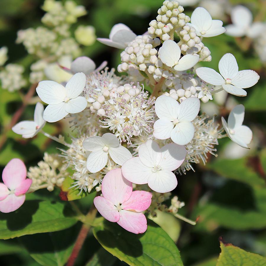 Hydrangea paniculata Pink Diamond - Standard