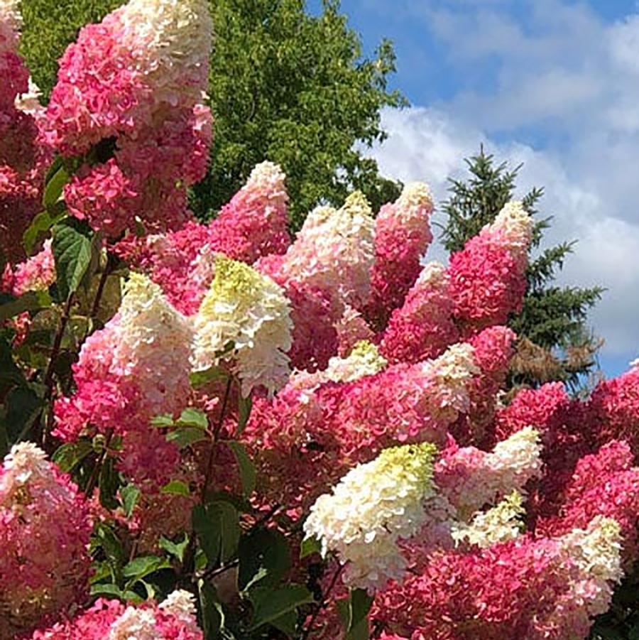 Hydrangea paniculata Berry White® - Standard