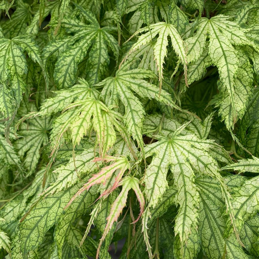 Acer palmatum Peaches and Cream
