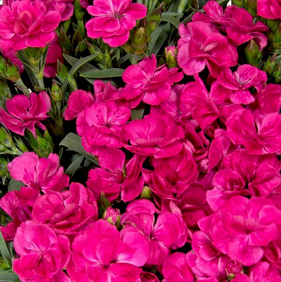Dianthus Peman Fancy Cerise