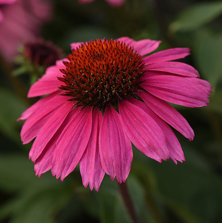 Echinacea Sombrero&reg; Rosada