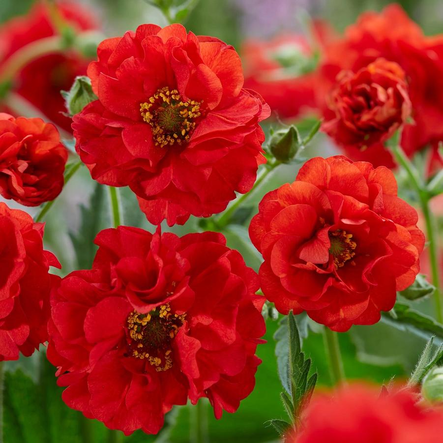 Geum coccineum Firestarter