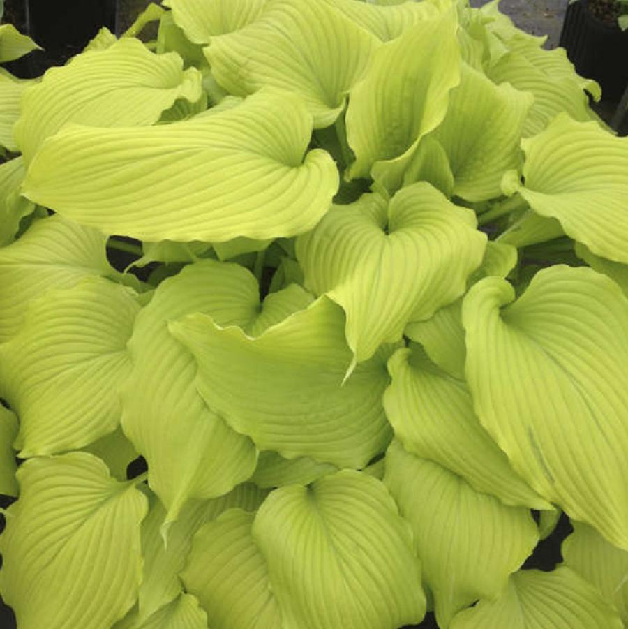 Hosta Dancing Queen