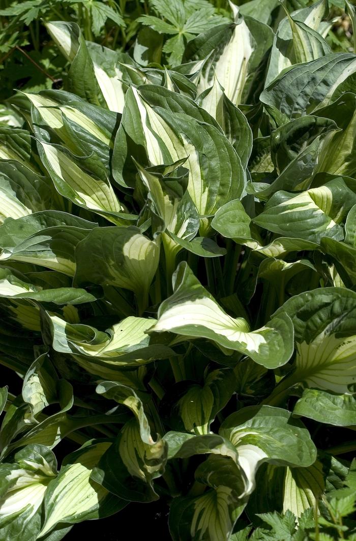 Hosta Whirlwind