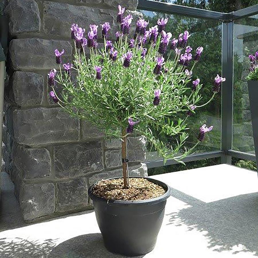 Lavandula stoechas Anouk - Standard