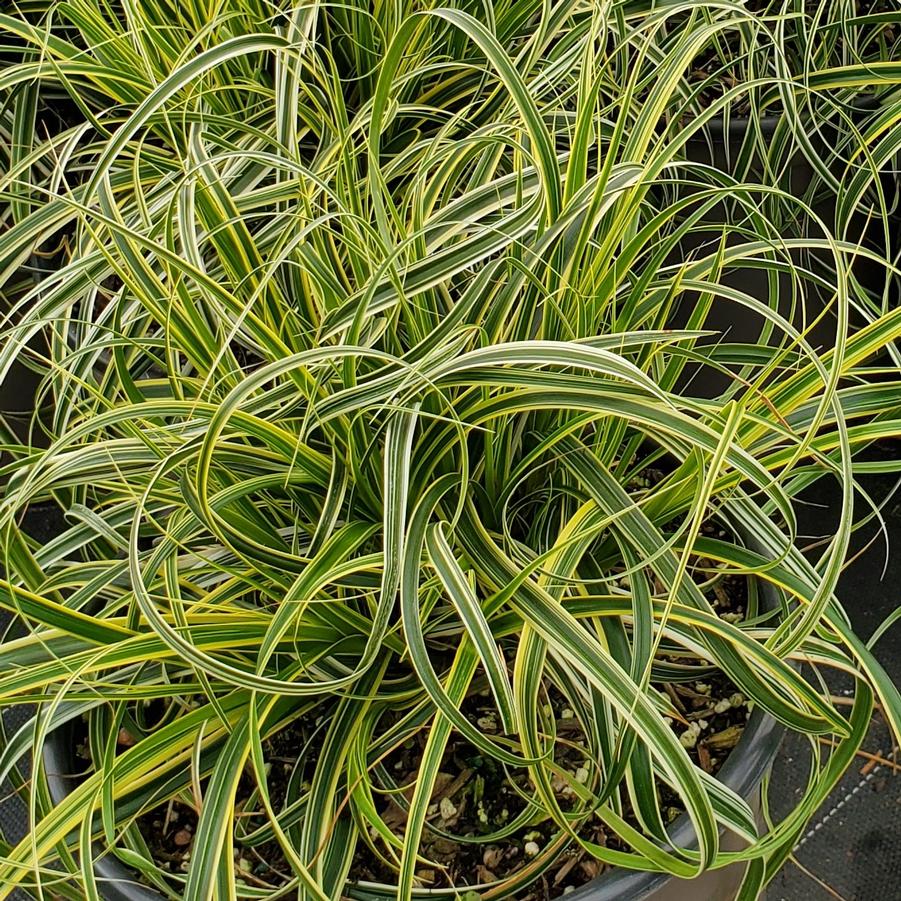 Carex oshimensis Feather™ Falls