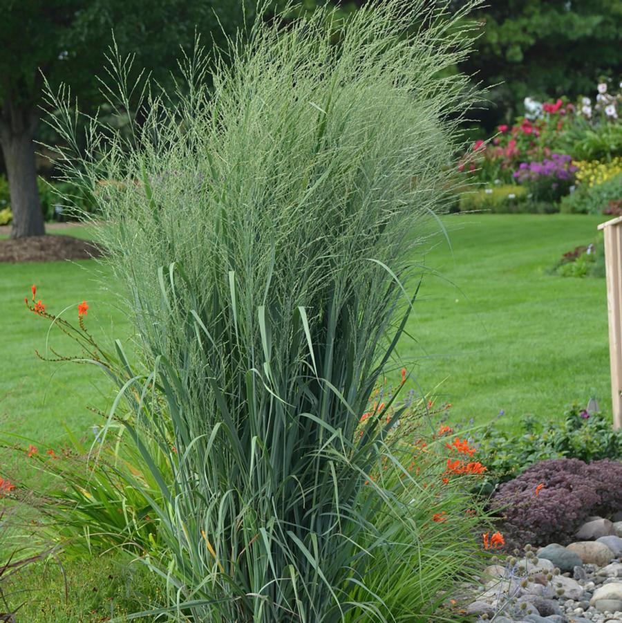 Panicum virgatum Prairie Winds® Totem Pole