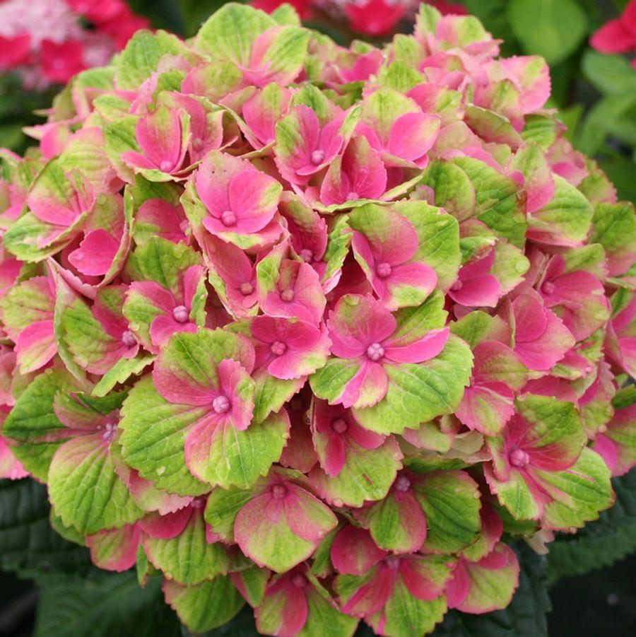 Hydrangea macrophylla Magical&reg; Amethyst