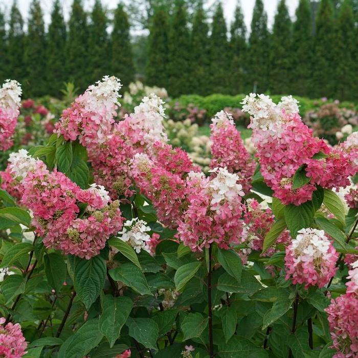 Hydrangea paniculata Pinky Winky Prime&reg;