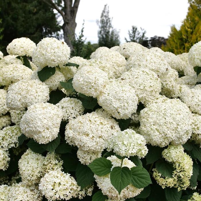 Hydrangea arborescens Incredball Storm Proof™ 