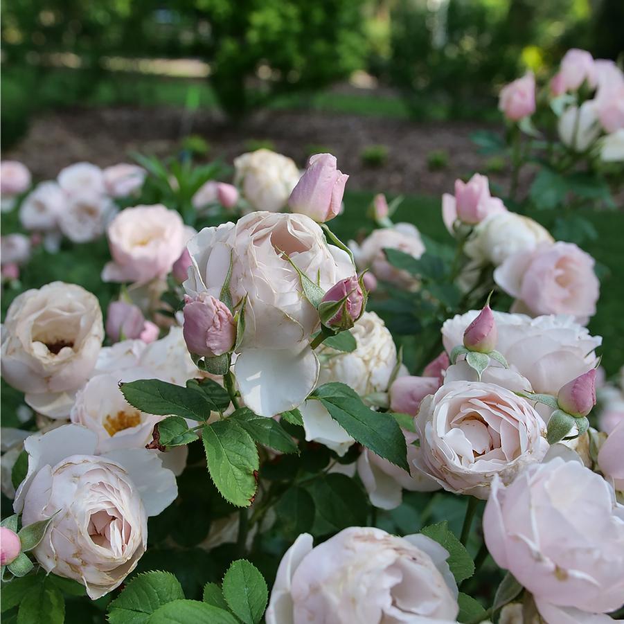 Rosa Flavorette&reg; Pear'd&reg;