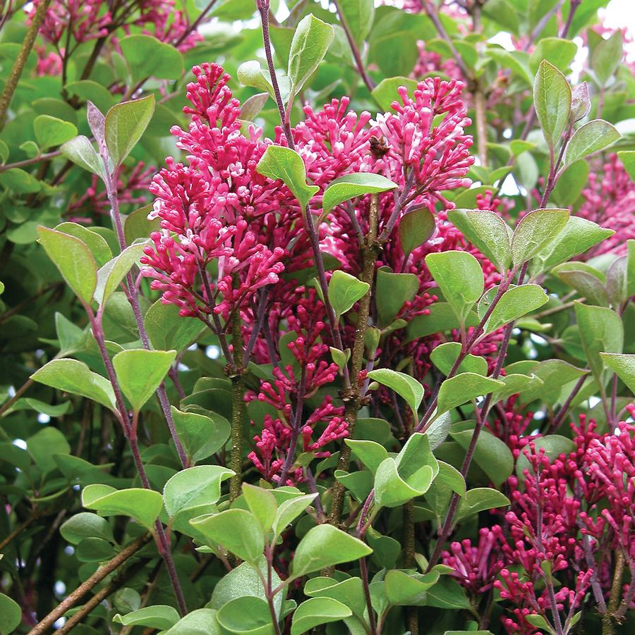 Syringa Bailbelle Tinkerbelle