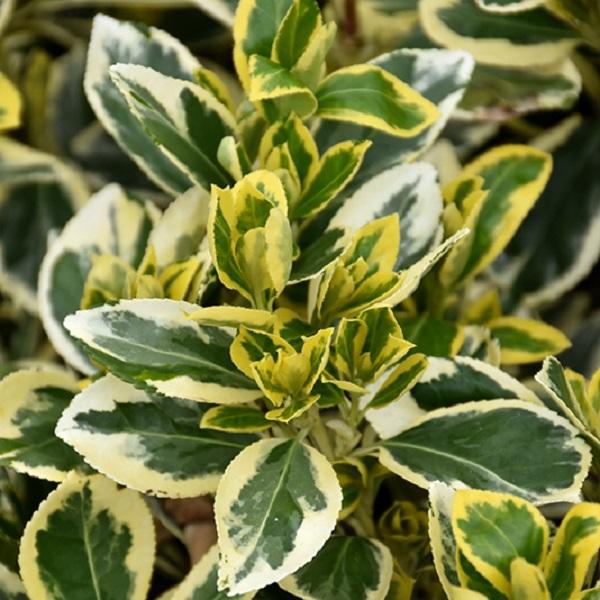 Euonymus japonicus Chollipo