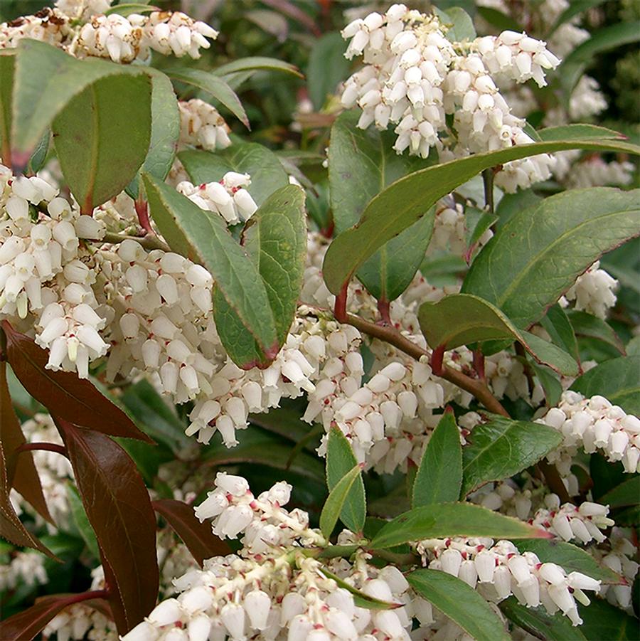 Leucothoe fontanesiana Rainbow
