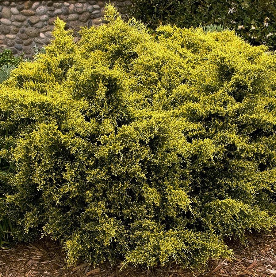 Juniperus chinensis Sea Of Gold