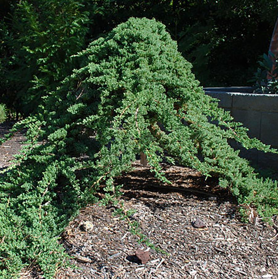 Juniperus procumbens Nana - Standard