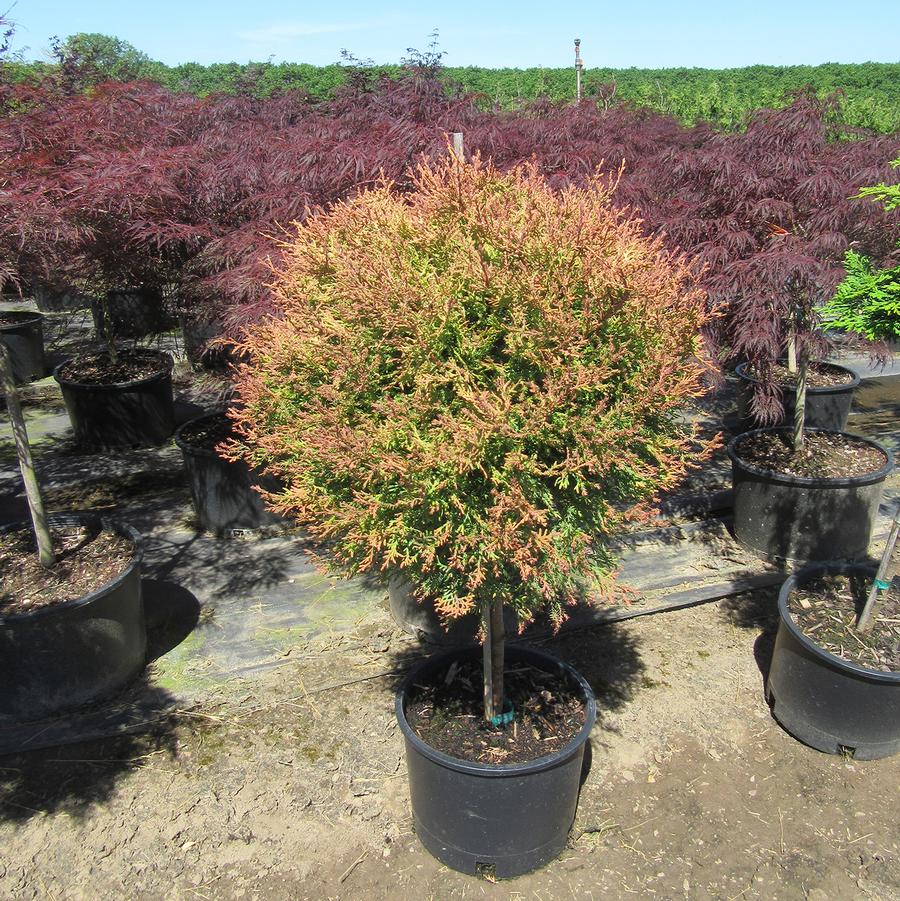 Thuja occidentalis Fire Chief&trade; - Standard