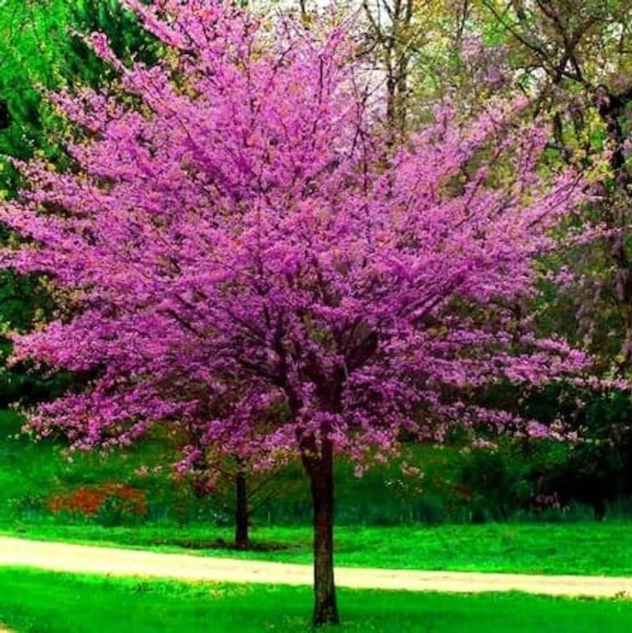 Cercis canadensis Oklahoma